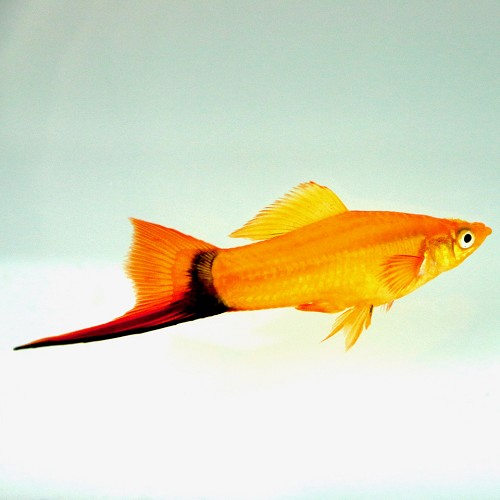 Xiphophorus helleri - Porte épée rose comète ML